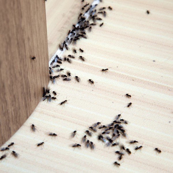 Ant Treatment Service