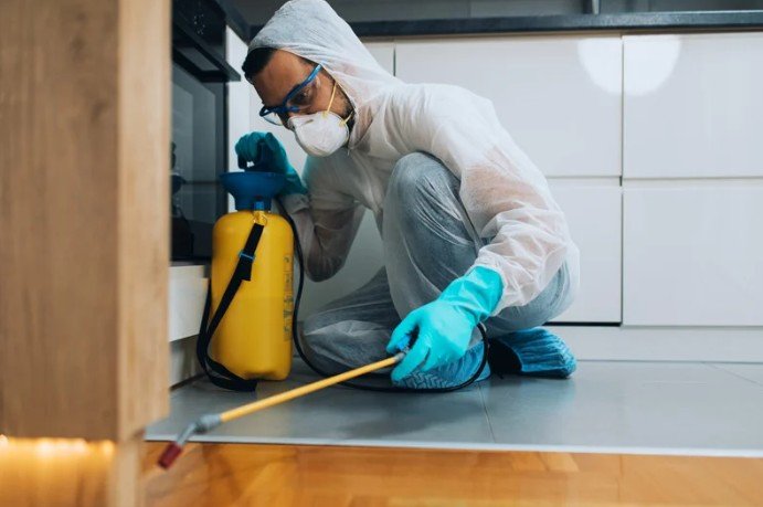 Ant colony treatment in garden area