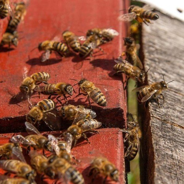Wasp Nest Removal Service